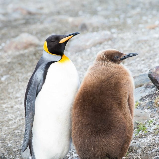 King Penguin and chick