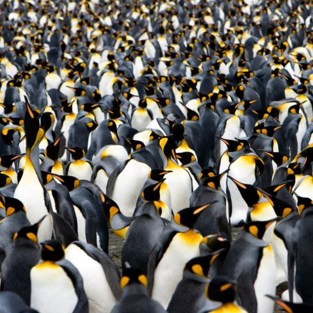King Penguins
