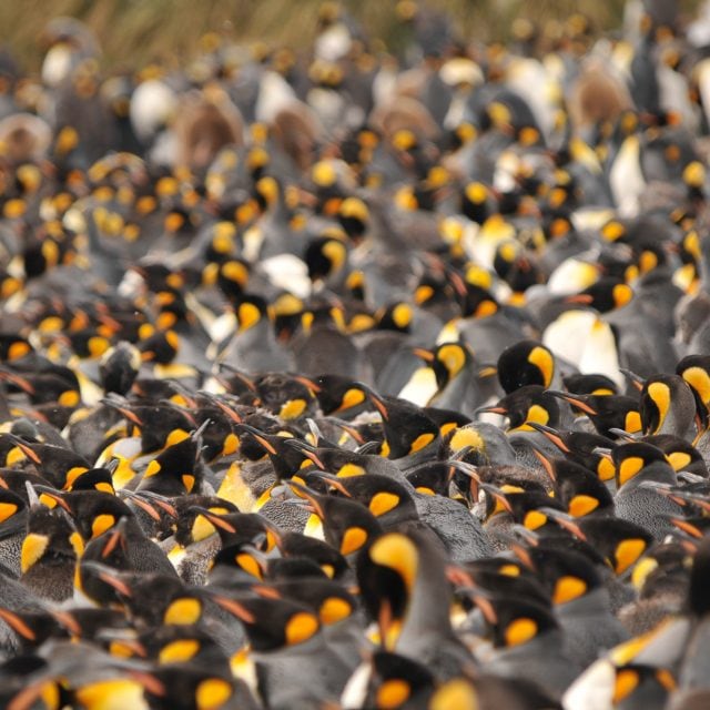 Person standing with King Penguins