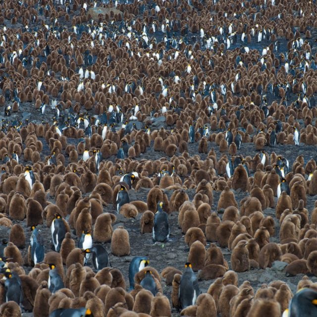 King Penguins St. Andrews Bay