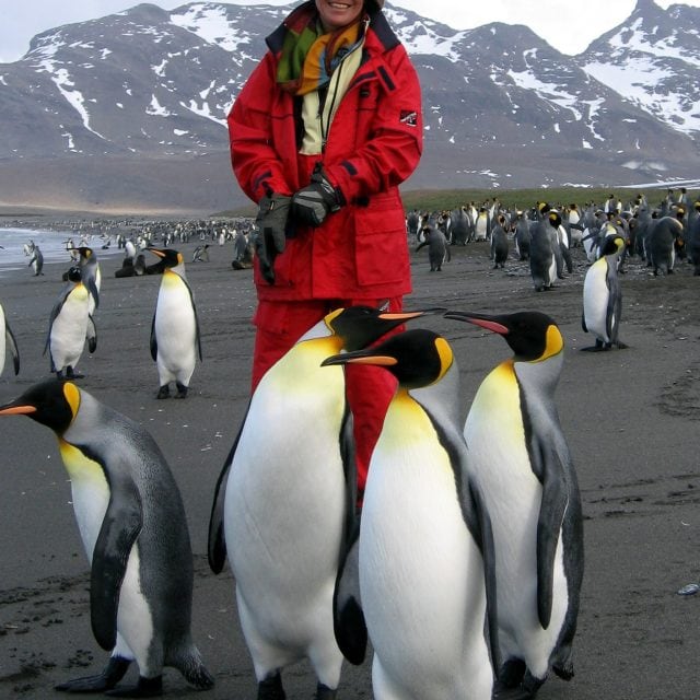 Person standing with King Penguins