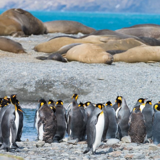 King Penguins and Elephant Seals
