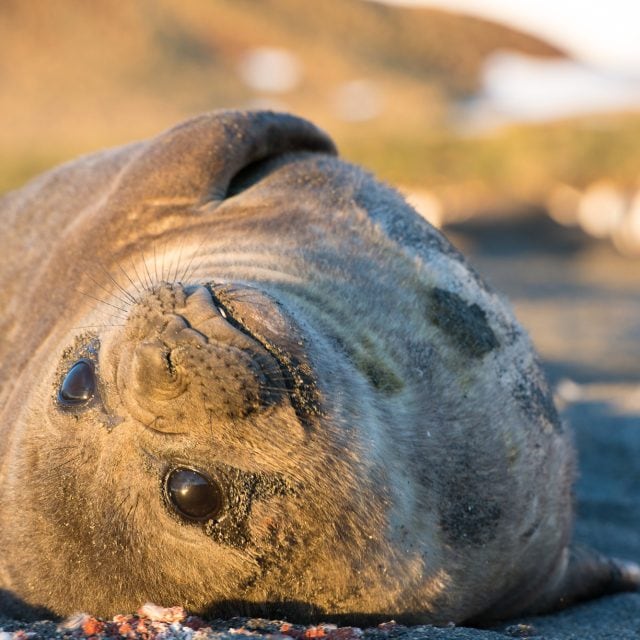 Elephant seal pup