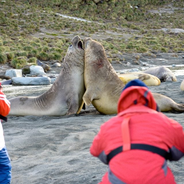 Elephant seal males