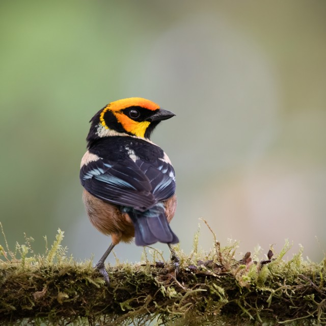 Flame-faced Tanager