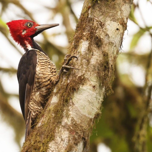 Guayaquil woodpecker (Campephilus gayaquilensis)