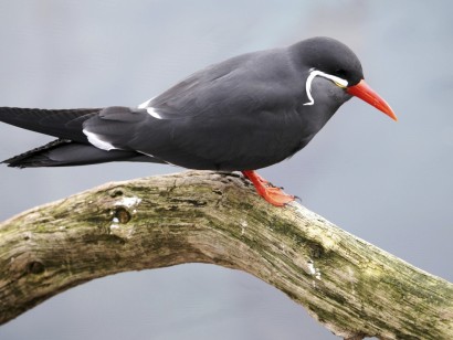 Southern Peru: Manu to Machu Picchu