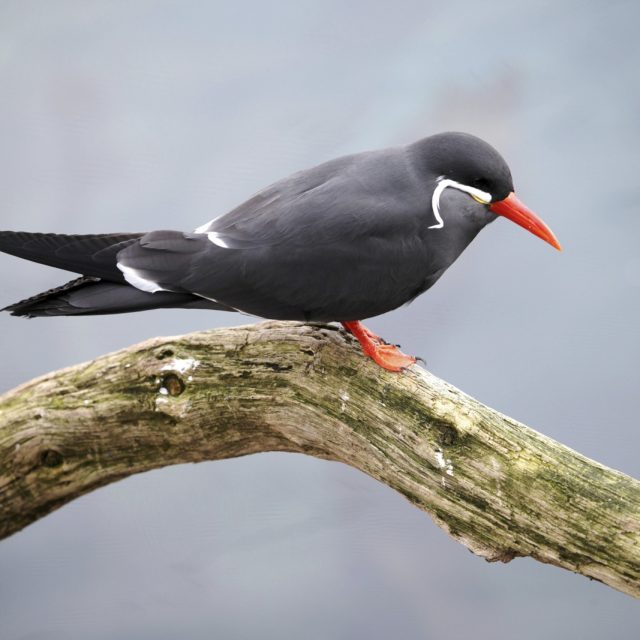 Inca Tern