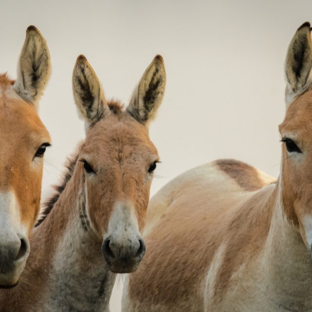 Indian Wild Ass