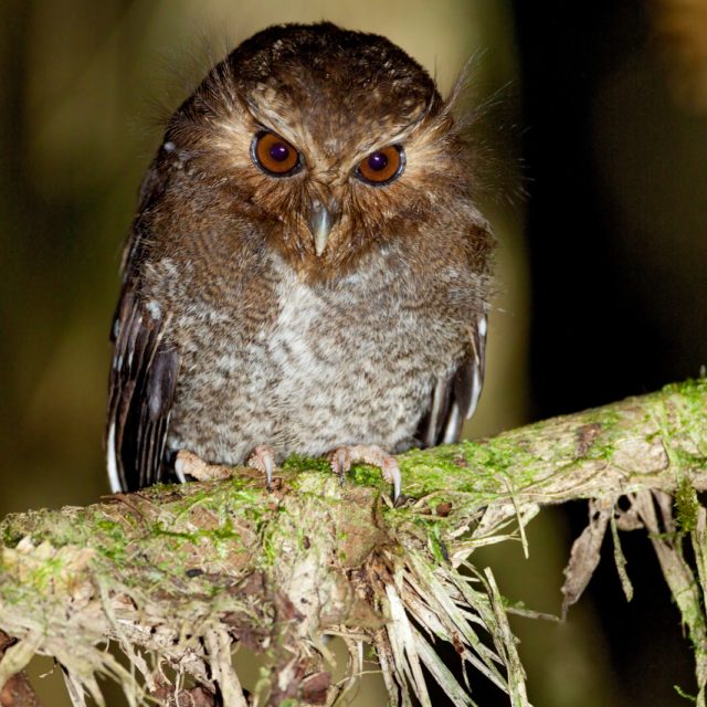 Long-whiskered Owlet