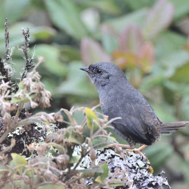 A Neblina Tapaculo, Scytalopus altirostris,