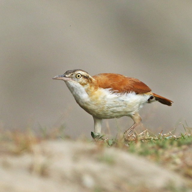Pacific Hornero (Furnarius cinnamoneus) adult running over sandy ground