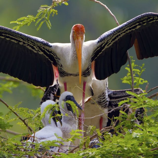 Painted Stork