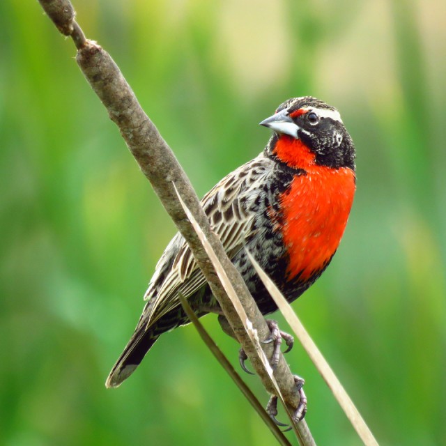 Peruvian Meadowlark, perched on a cattail that abounds in coastal wetlands throughout Peru.