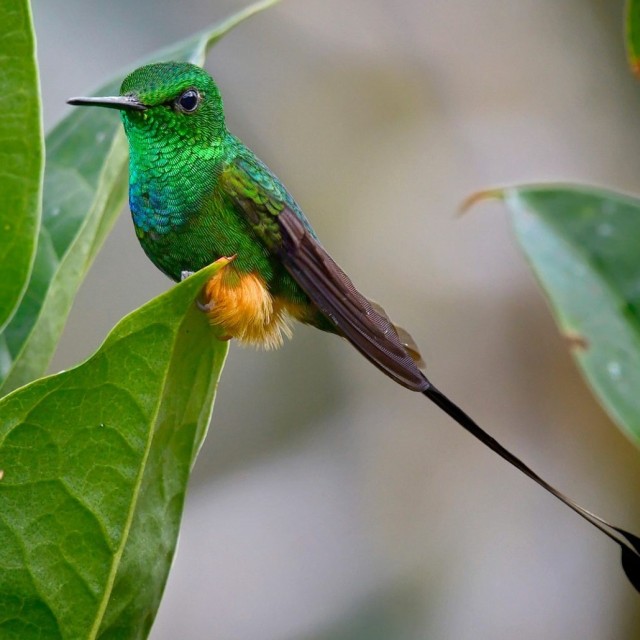 Peruvian Racket-tail