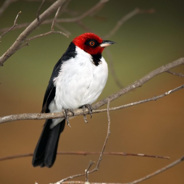 Red-capped Cardinal