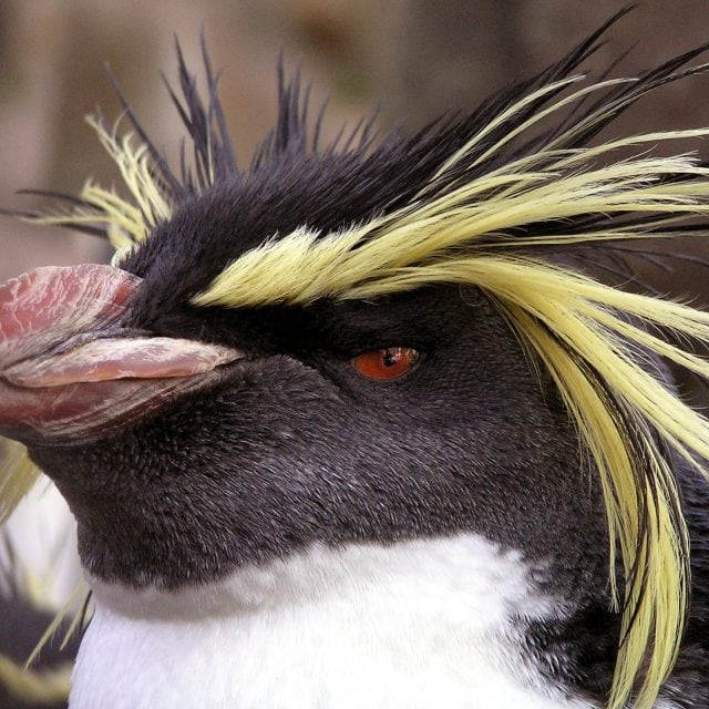 Rockhopper Penguin head