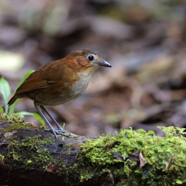 A Rusty-tinged Antpitta perched on a log on the forest floor, photographed in Fundo Alto Nieva, Peru.