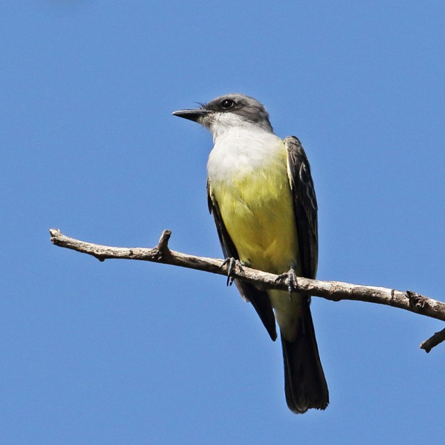 Snowy-throated Kingbird (Tyrannus niveigularis) adult perched on dead branch