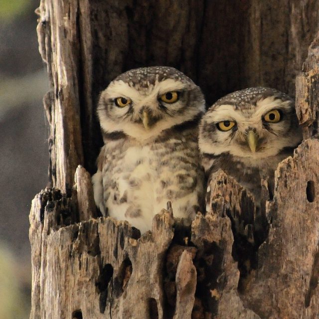 Spotted Owls