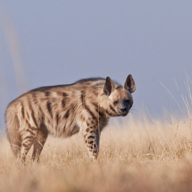 Stripe Hyena
