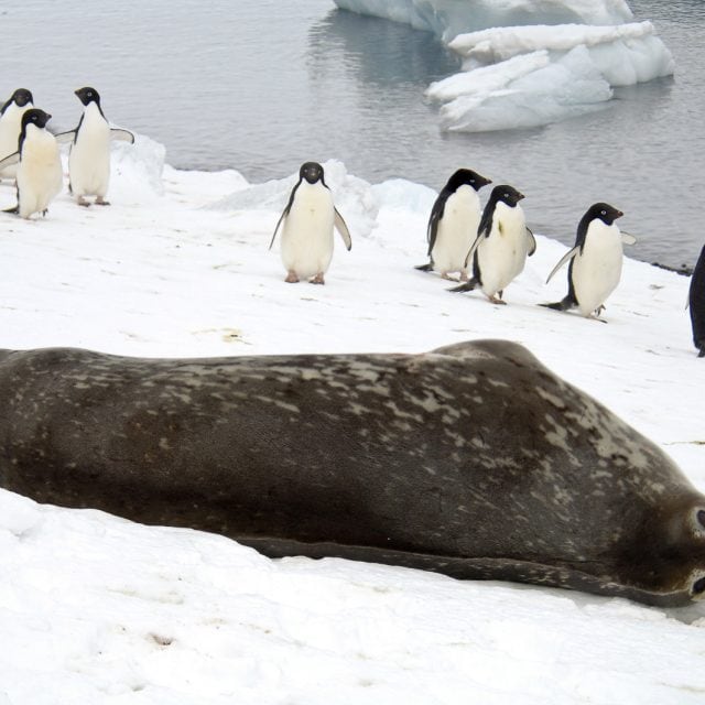 Resting Weddell Seal with Adelie Penguins, Antarctica
