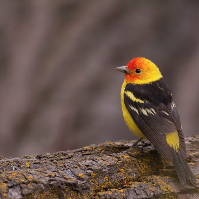 Male Western Tanager