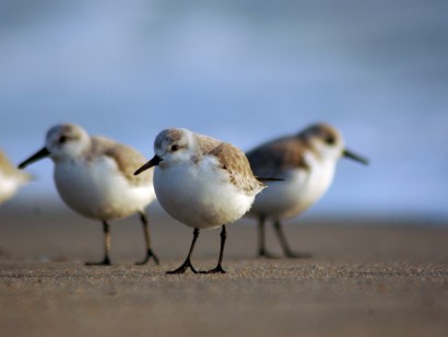 British Columbia Shorebird Migration