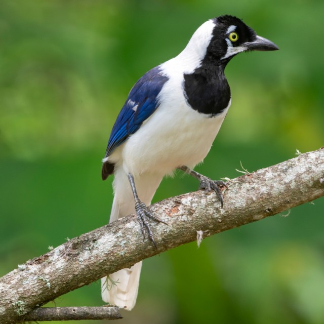 White-tailed Jay