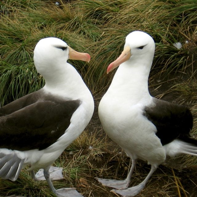 Black-browed Albatross