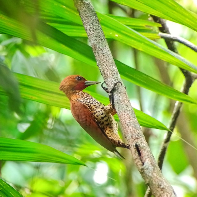 Cinnamon Woodpecker