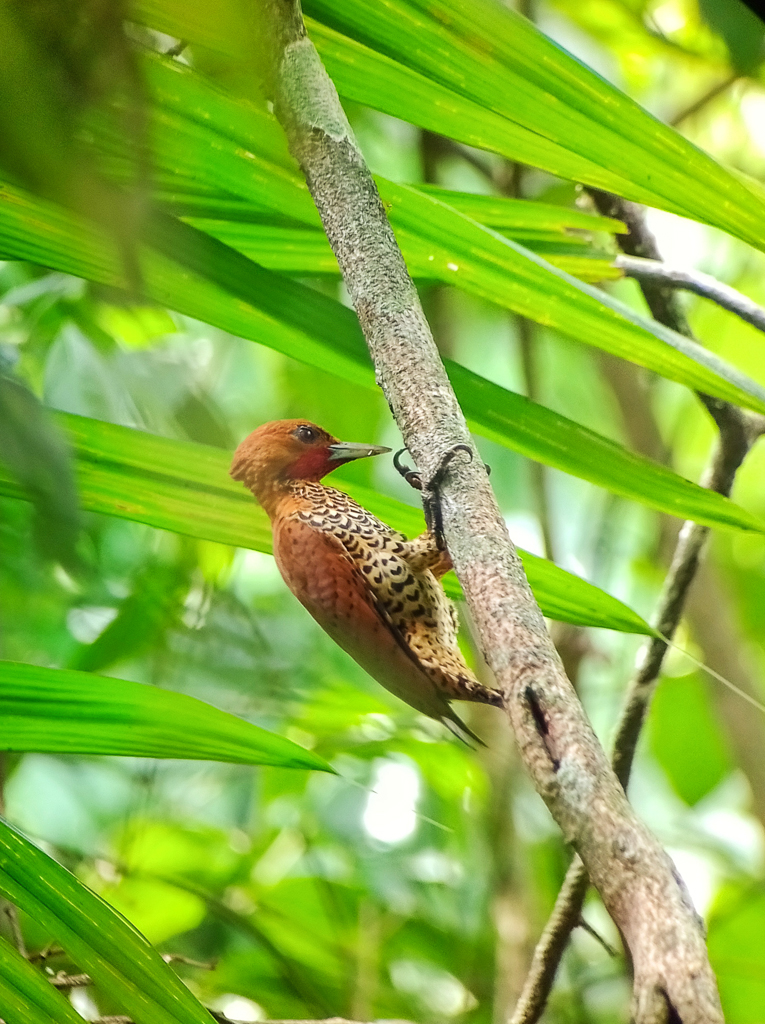 Cinnamon Woodpecker