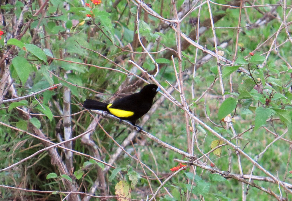 Flame-rumped Tanager