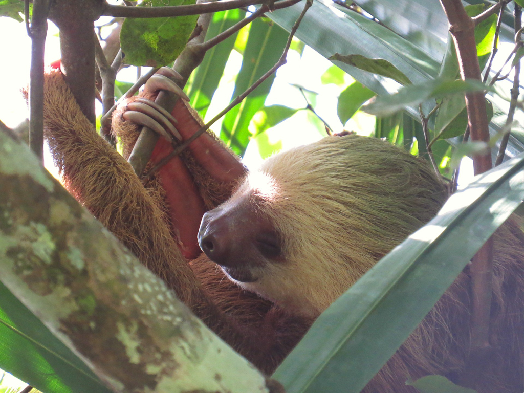 Two-toed Sloth