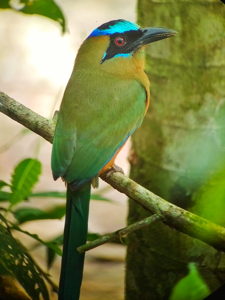 Whooping Motmot