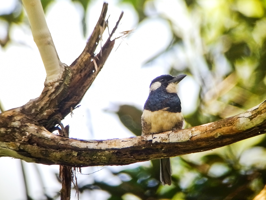 Black-breasted Puffbird