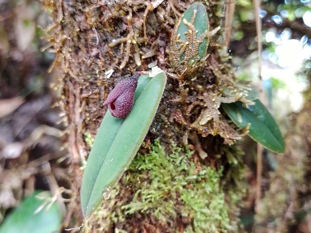 orchid (Dresslerella pertusa)