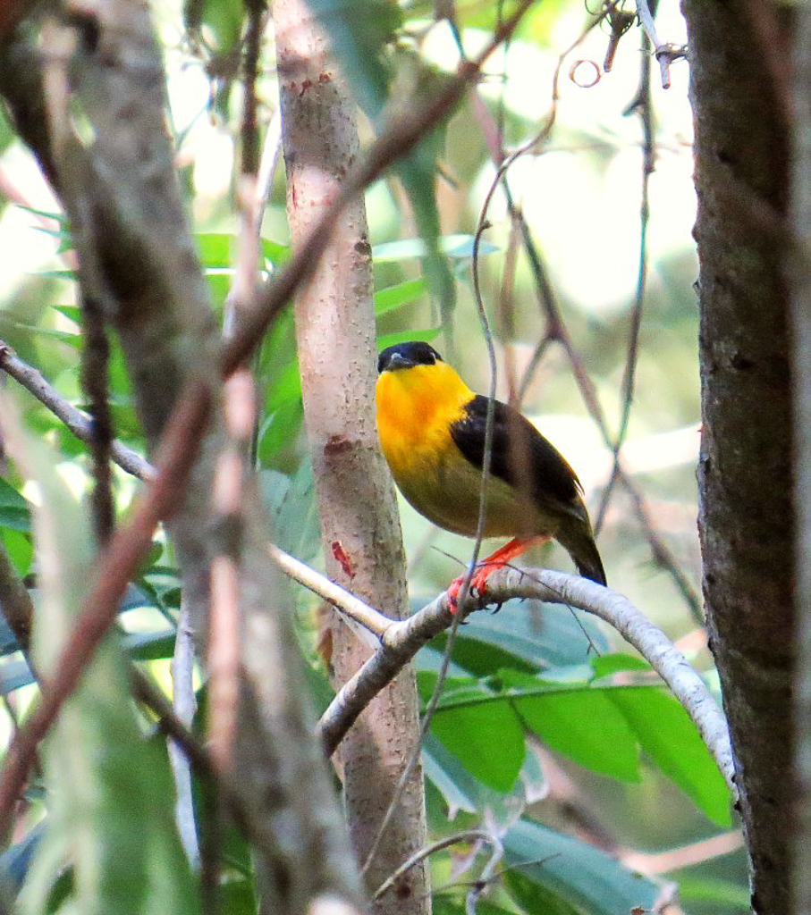 Golden-collared Manakin