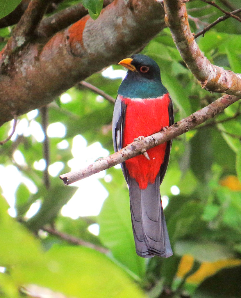 Black-tailed Trogon