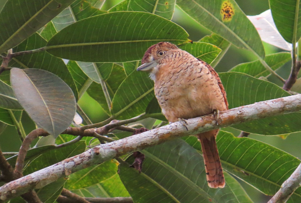Barred Puffbird