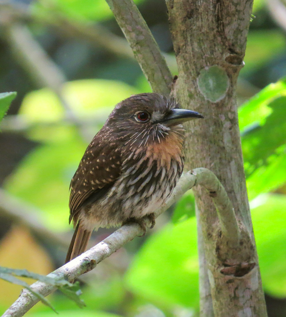 White-whiskered Puffbird