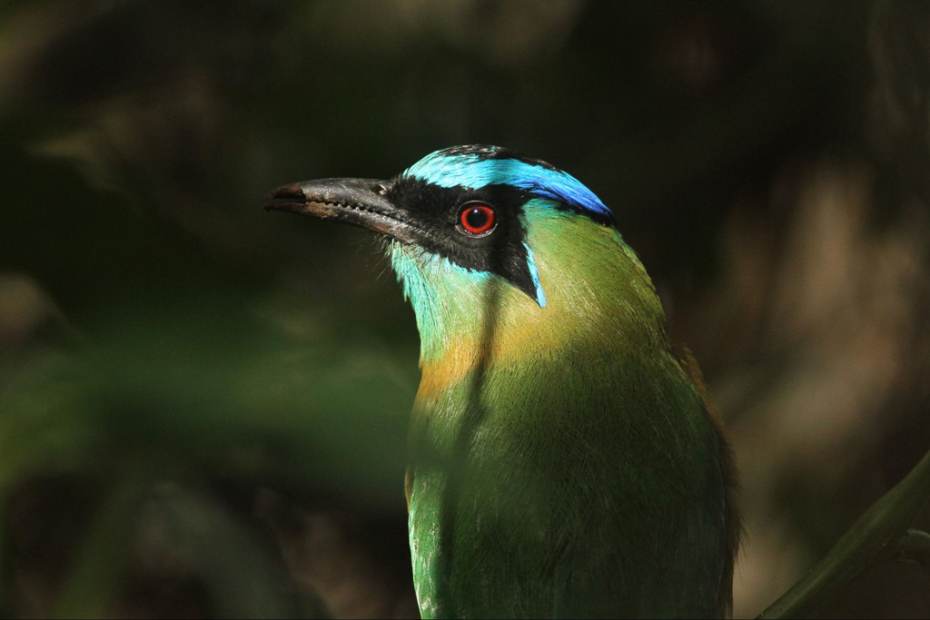 Blue-crowned Motmot