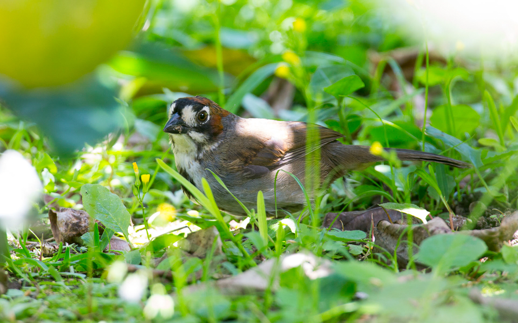 Cabanis's Ground-Sparrow
