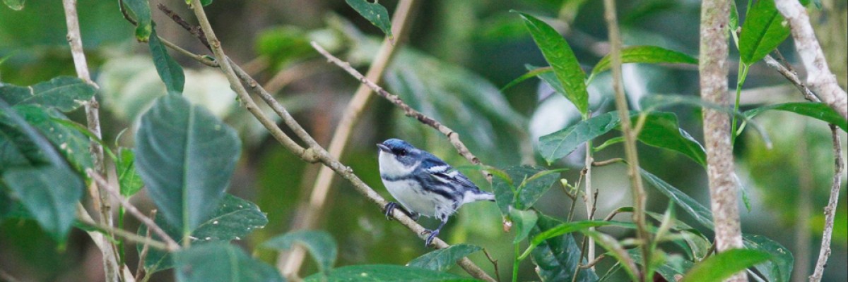 Costa Rica: Caribbean Mountains to Coast October 2021