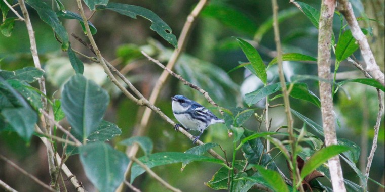 Costa Rica: Caribbean Mountains to Coast October 2021