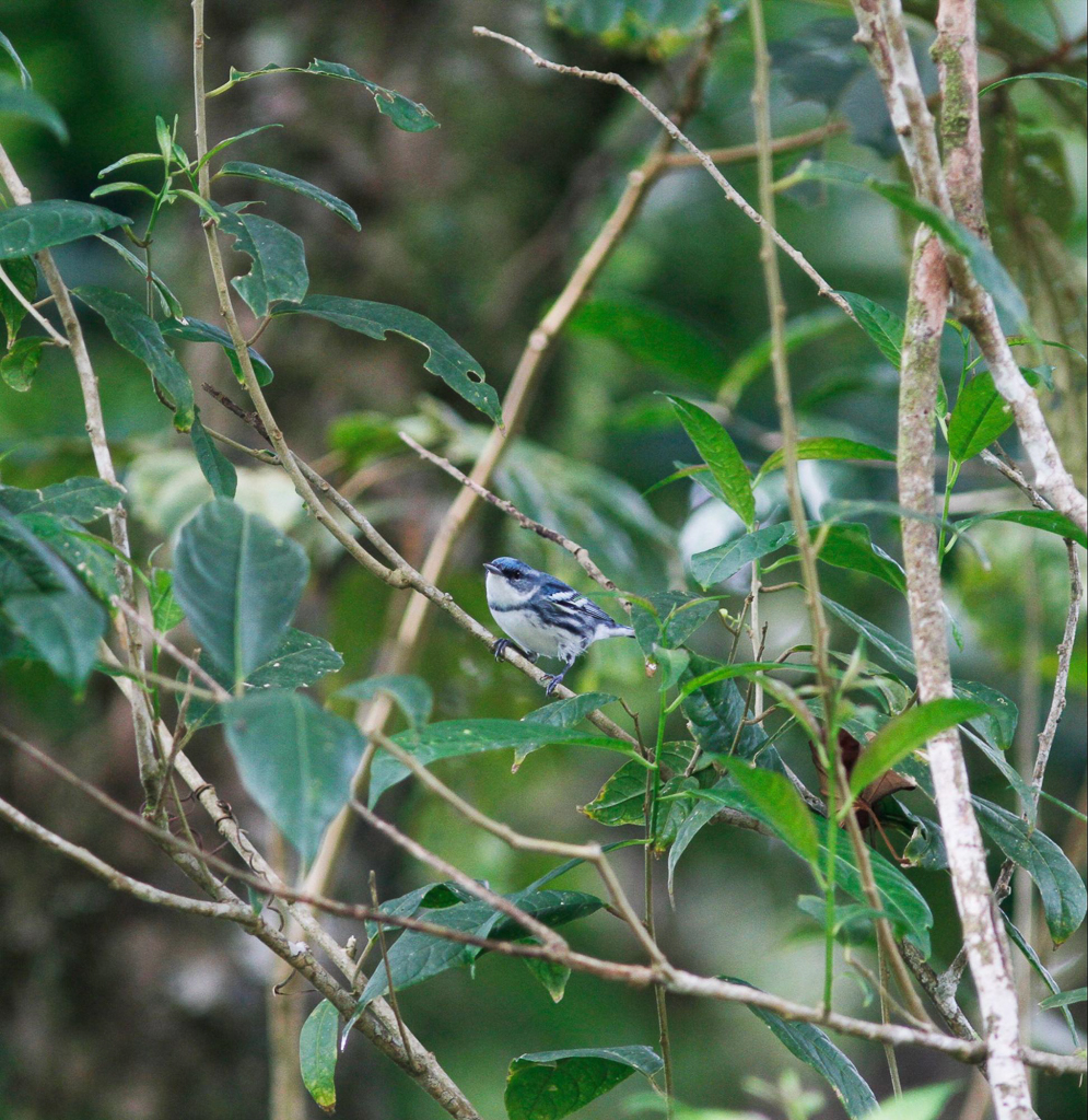 Cerulean Warbler