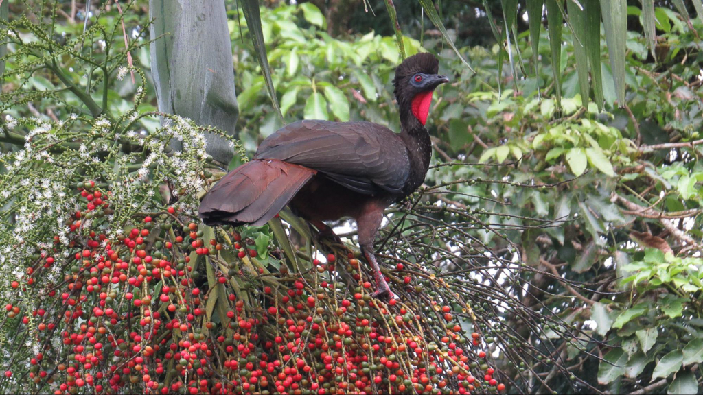 Crested Guan