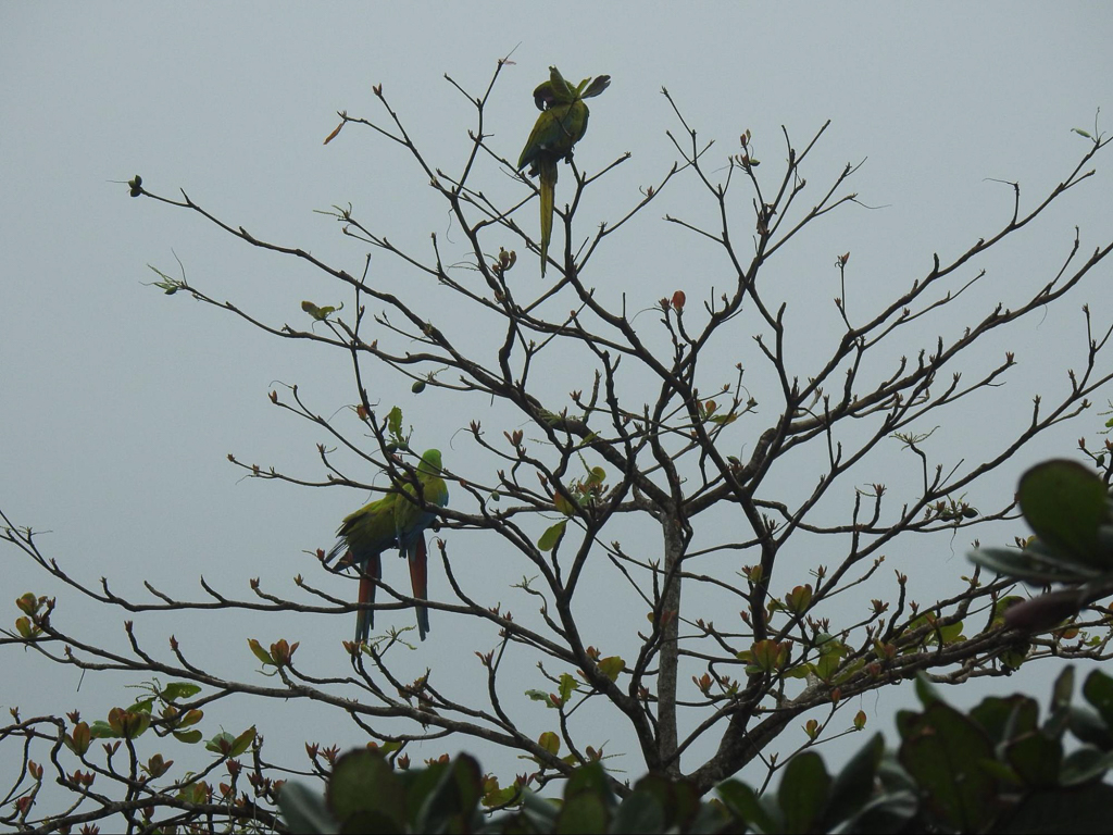 Great Green Macaws