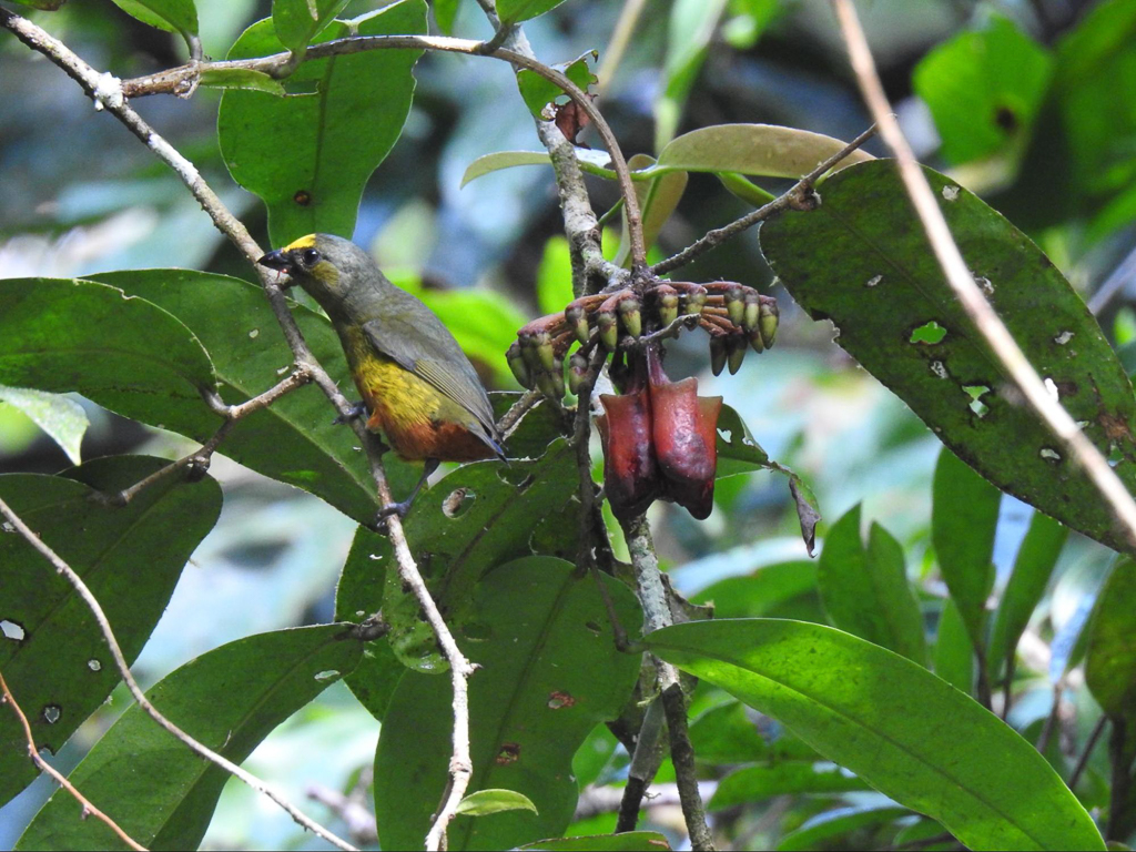 Olive-backed Euphonia
