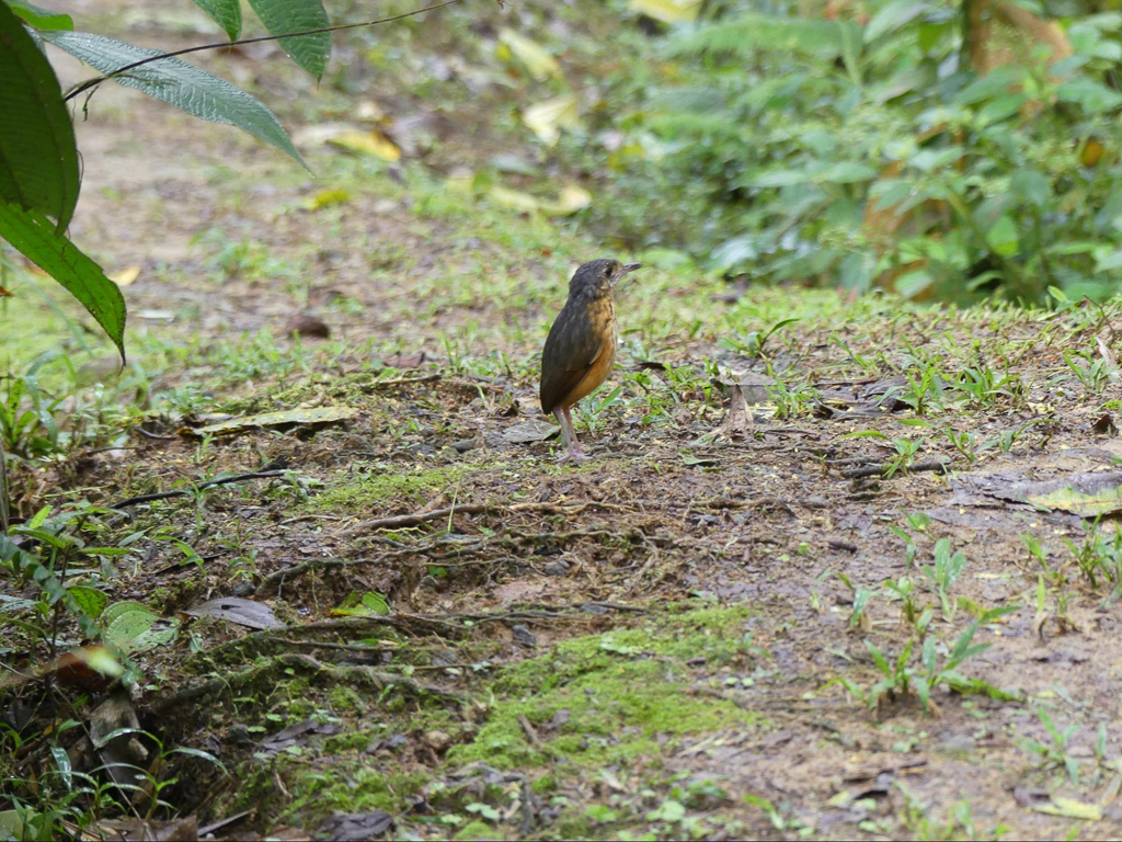 Thicket Antpitta